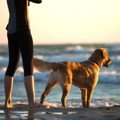 Où partir en vacances avec son chien ?