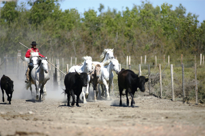 Que faire en vacances en Camargue ?